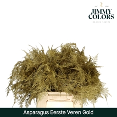 Asparagus Setaceus Painted Gold + Glitter 45cm