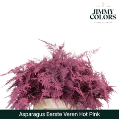 Asparagus Setaceus Painted Hot Pink 45cm