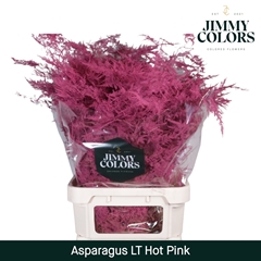 Asparagus Setaceus Painted Hot Pink 80cm