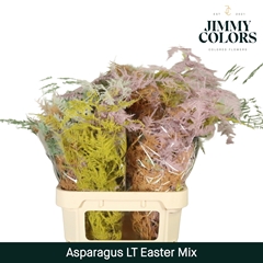 Asparagus Setaceus Painted Easter Mix 80cm