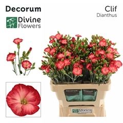 Dianthus Spray Single Solomio Clif 60cm