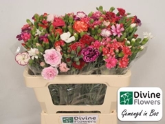 Dianthus Spray Mix Per Bunch 50cm