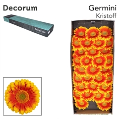 Gerbera Mini Green Center Kristoff+ 45cm 7cm Hd