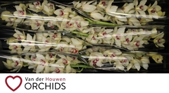 Cymbidium Ivory 80cm