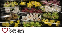 Cymbidium Mix 50cm