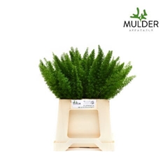 Asparagus Densiflorus Myers 40cm