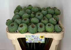 Papaver Somniferum Seedbox 65cm