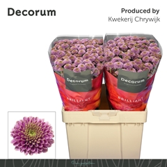 Chrysanth Santini Doria 55cm 58gr.