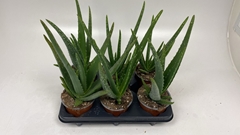 Aloe Vera 12Ø 30cm