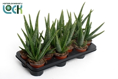 Aloe Vera 10Ø 30cm