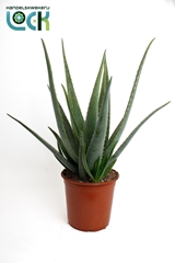 Aloe Vera 24Ø 70cm
