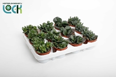 Adromischus Cooperi 8Ø 10cm