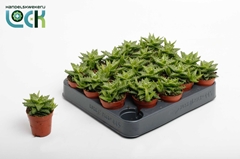 Aloe Squarrosa 5Ø 10cm