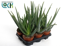 Aloe Vera 14Ø 32cm