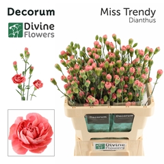 Dianthus Spray Miss Trendy 60cm