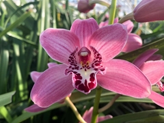 Cymbidium Mini Claris 50cm