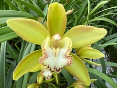 Cymbidium Mini Pendragon Green 50cm