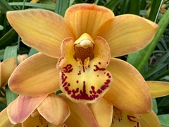 Cymbidium Mini Orange Beauty 60cm