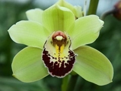 Cymbidium Mini Tessa 40cm