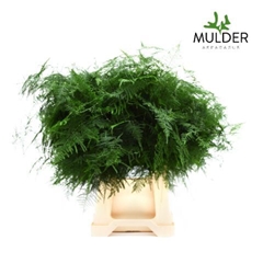 Asparagus Setaceus 50cm