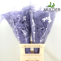 Asparagus Setaceus Painted Light Violet 85cm