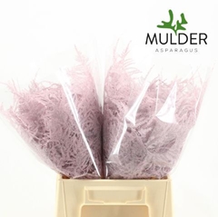 Asparagus Setaceus Painted Light Pink 45cm