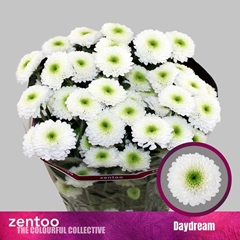 Chrysanth Spray Daydream 70cm 75gr.