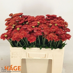 Chrysanth Spray Blenda Red 55cm 80gr.