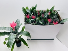 Aechmea Fasciata Primera 12Ø 40cm