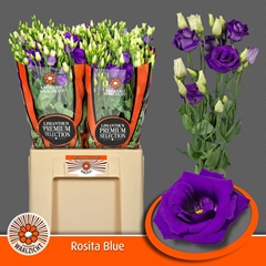 Eustoma Double Rosita Blue 70cm