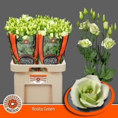 Eustoma Double Rosita Green 70cm