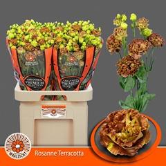 Eustoma Double Rosanne Terracotta 70cm