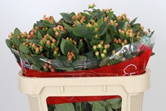 Hypericum Mellow Romance 70cm