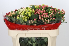 Hypericum Rainbow Romance Mix 70cm