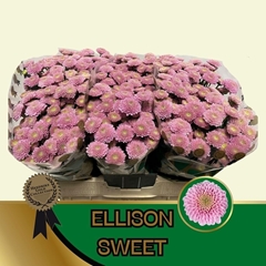 Chrysanth Santini Ellison Sweet 55cm 48gr.