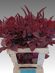 Amaranthus Cruentus Velvet 70cm