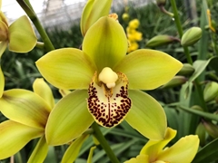 Cymbidium Mini Siette 40cm