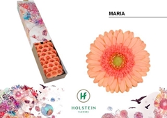 Gerbera Mini Green Center Maria 45cm 7cm Hd