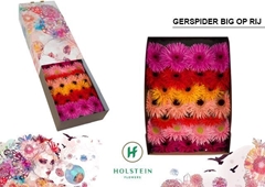 Gerbera Spider Mix 45cm 10cm Hd