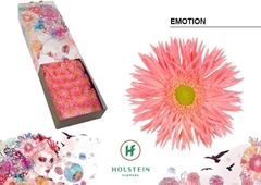 Gerbera Spider Emotion 45cm 10cm Hd
