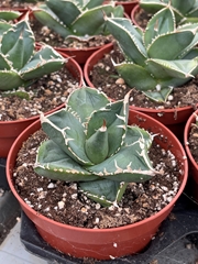 Agave Pota 8Ø 8cm