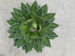 Agave Pota 25Ø 35cm