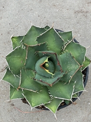 Agave Pota 25Ø 35cm