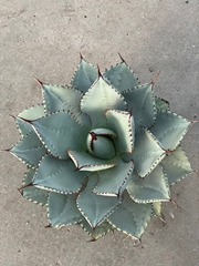 Agave Pota 25Ø 35cm