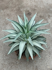 Agave Pota 33Ø 60cm