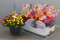Chrysanthemum Skyfall Mix 23Ø 50cm