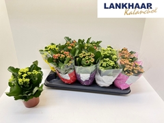 Kalanchoe Double Perfecta Mix 12Ø 25cm