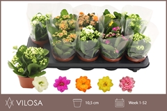 Kalanchoe Double Mix 10Ø 19cm
