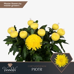 Chrysanth Single Pjotr 70cm 105gr.