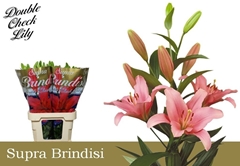Lily La Brindisi 90cm 5+